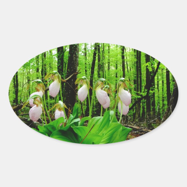 Pegatina Ovalada Pink Lady Slipper Wild Orchid (Anverso)