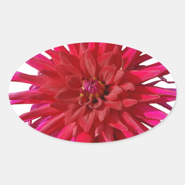 Pegatina Ovalada Pink Lilly (Anverso)