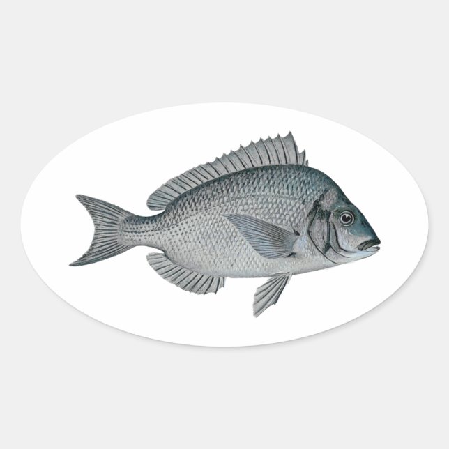 Pegatina Ovalada Porgy - Scup (Anverso)