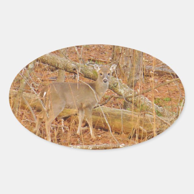 Pegatina Ovalada Primer invierno de Baby Deer (Anverso)
