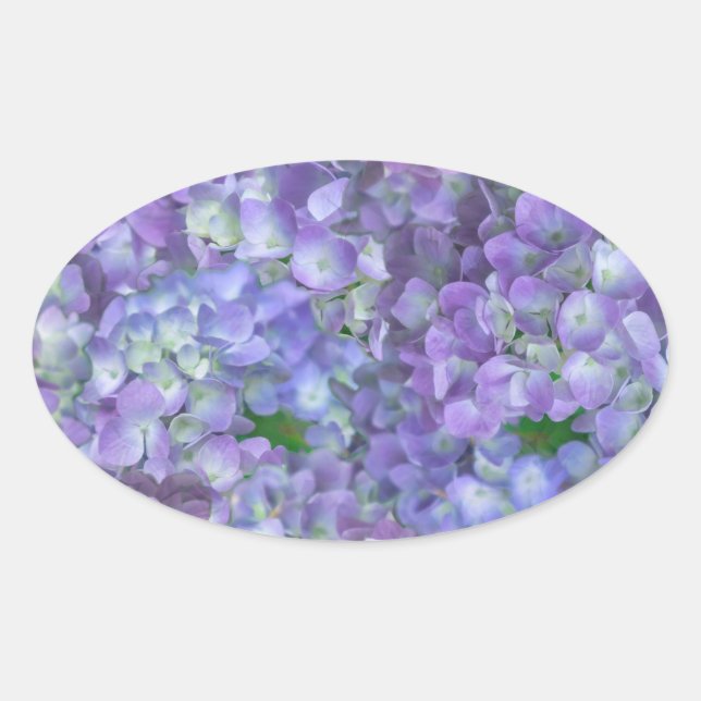 Pegatina Ovalada Purple hydrangea flowers (Anverso)