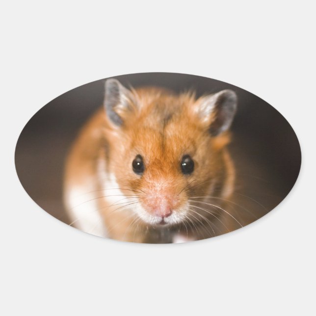 Pegatina Ovalada Ratty el hamster (Anverso)
