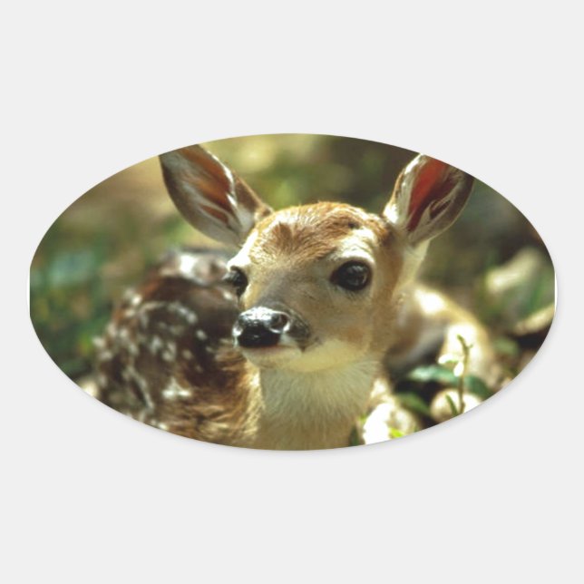 Pegatina Ovalada Regalos de Baby Deer (Anverso)
