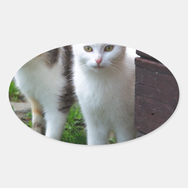 Pegatina Ovalada Reproducción de gatos (Anverso)