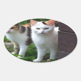 Pegatina Ovalada Reproducción de gatos