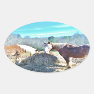 Pegatina Ovalada Rescatados Caballos Borradores comiendo heno