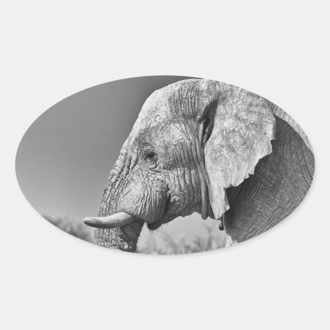 Pegatina Ovalada Retrato de elefante (Anverso)