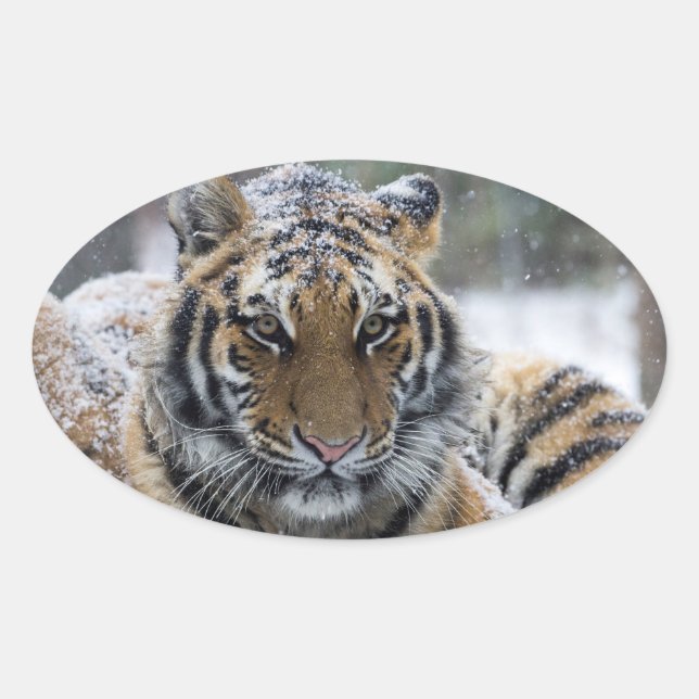 Pegatina Ovalada Retrato del tigre de invierno (Anverso)