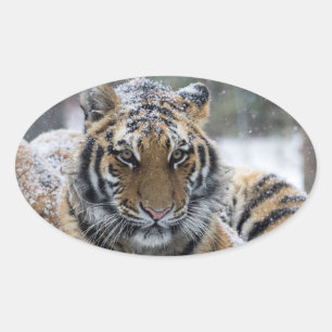 Pegatina Ovalada Retrato del tigre del invierno