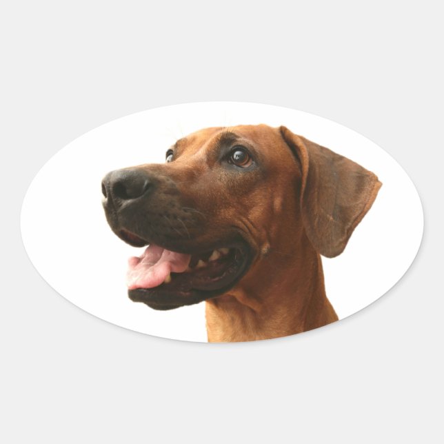 Pegatina Ovalada Rhodesian Ridgeback (Anverso)