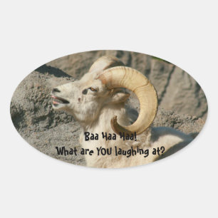 Pegatina Ovalada Ríe oveja bighorn de Montaña Rocosa