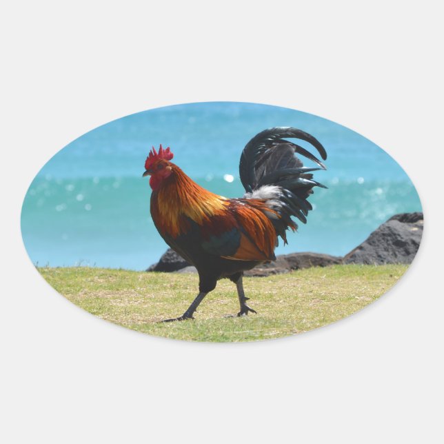 Pegatina Ovalada Rooster de Kauai (Anverso)