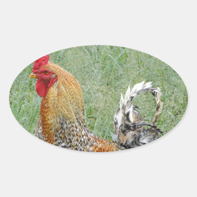 Pegatina Ovalada Roosters (Anverso)