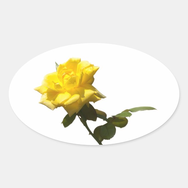 Pegatina Ovalada Rosa amarilla (Anverso)