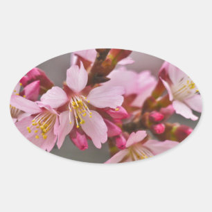 Pegatina Ovalada Rosa Contra Un Cielo Gris Flor De Cerezo Japonesa