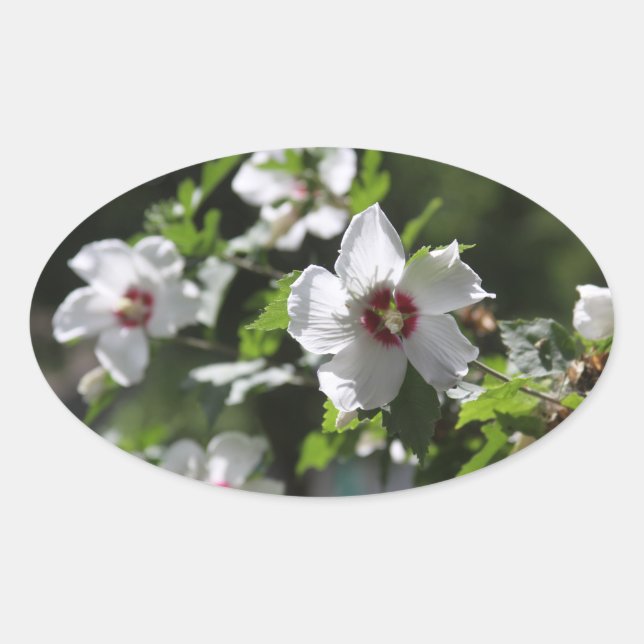 Pegatina Ovalada Rosa de Sharon (Anverso)