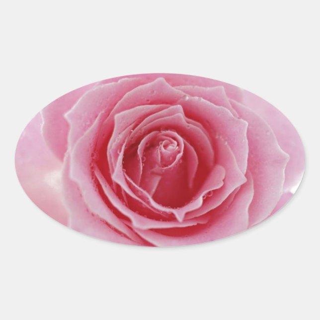 Pegatina Ovalada Rosa rosa (Anverso)
