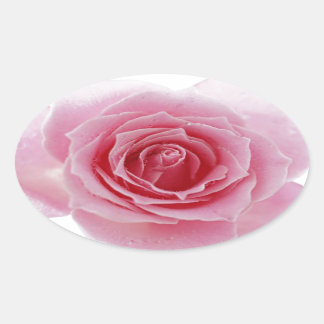 Pegatina Ovalada Rosa rosa