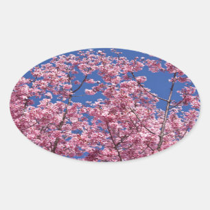Pegatina Ovalada Sakura Flor de Cerezo en el Azul