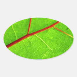 Pegatina Ovalada Santo Tomás 1