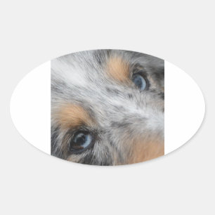 Pegatina Ovalada Shetland Sheepdog Blue Merle Eyes