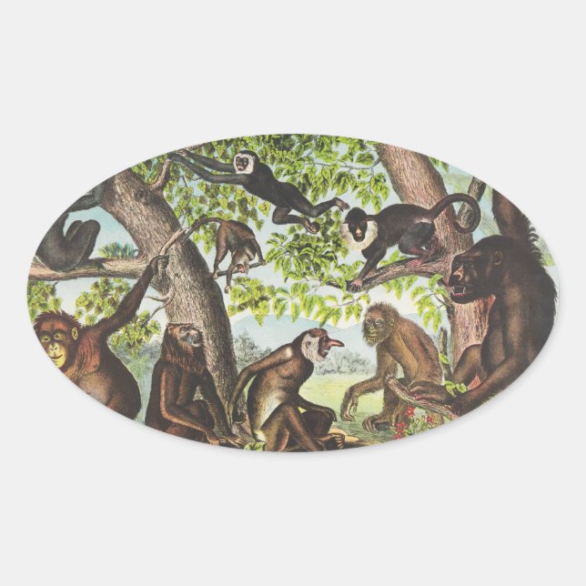 Pegatina Ovalada Simios y primates (Anverso)