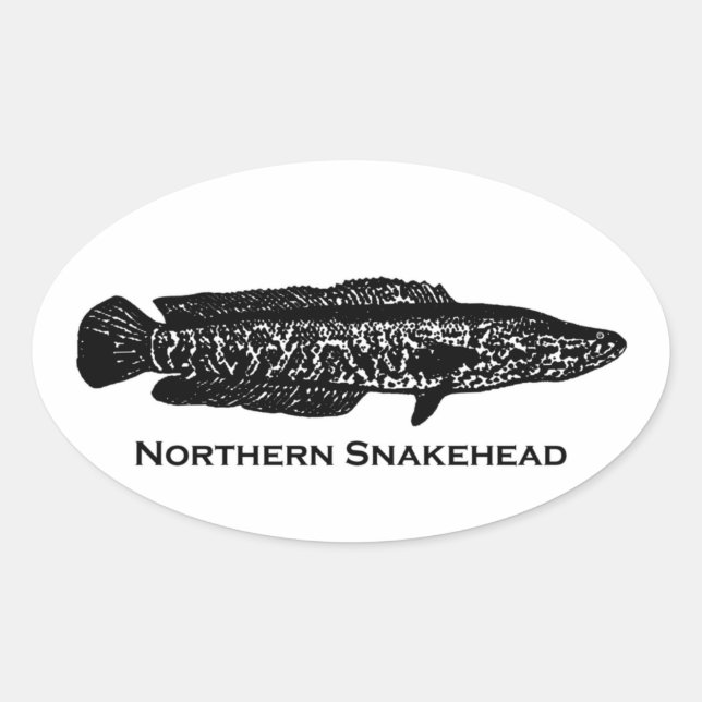 Pegatina Ovalada Snakehead septentrional (Anverso)