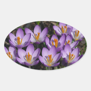 Pegatina Ovalada Sunny Purple Crocuses