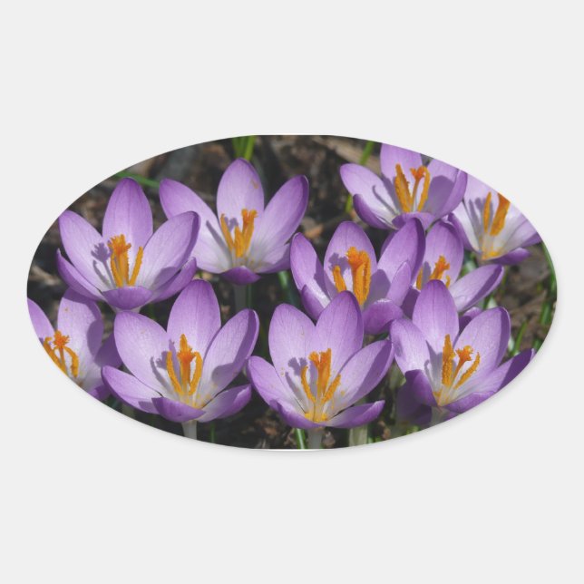 Pegatina Ovalada Sunny Purple Crocuses (Anverso)
