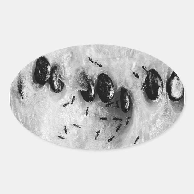 Pegatina Ovalada surfear (Anverso)