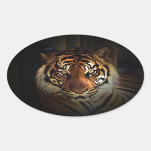 Pegatina Ovalada Tigre