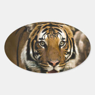 Pegatina Ovalada Tigre de Siberia