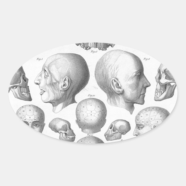 Pegatina Ovalada Tipos de cráneo (Anverso)