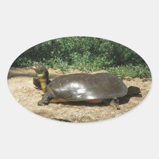 Pegatina Ovalada Tortuga de concha