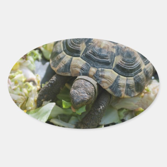 Pegatina Ovalada Tortuga linda (Anverso)