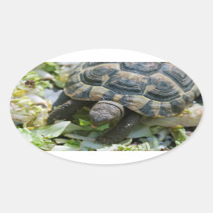 Pegatina Ovalada Tortuga linda