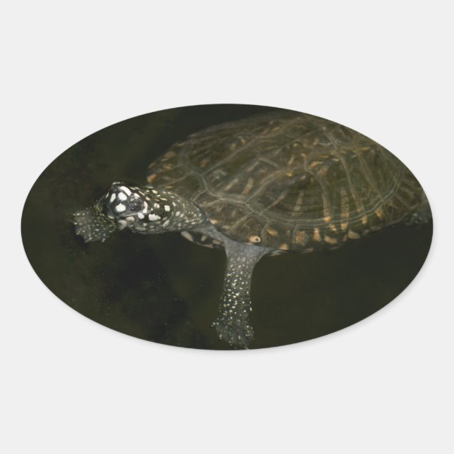 Pegatina Ovalada Tortuga nadando (Anverso)