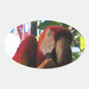 Pegatina Ovalada Tostada de loro de Macaw escarlata