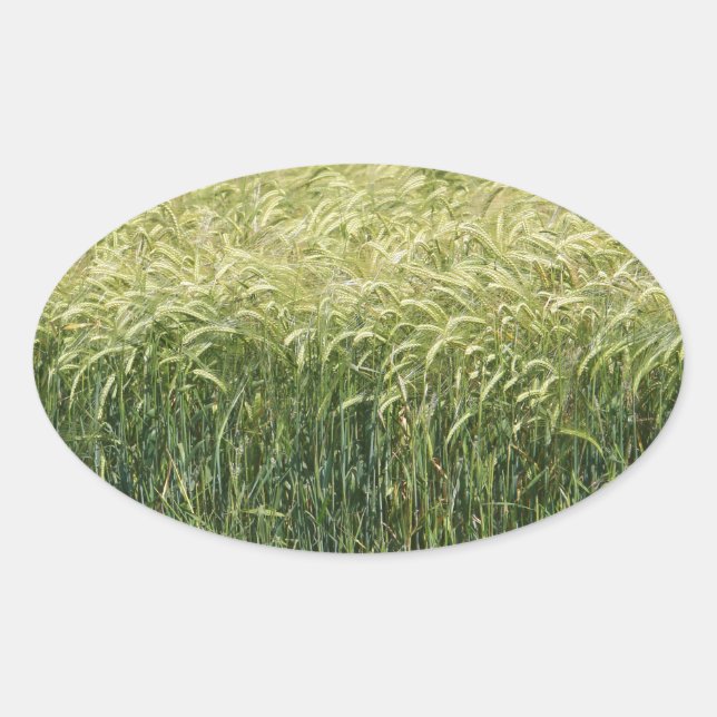 Pegatina Ovalada Trigo - ¡Sabroso! (Anverso)