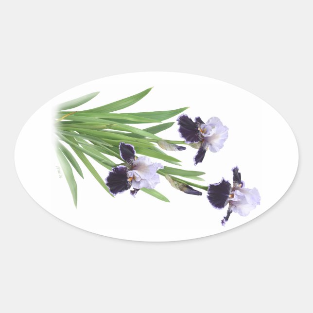 Pegatina Ovalada Trío de Iris (Anverso)