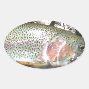 Pegatina Ovalada Trucha arco iris