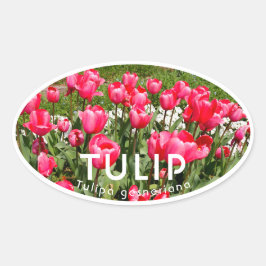 Pegatina Ovalada Tulip