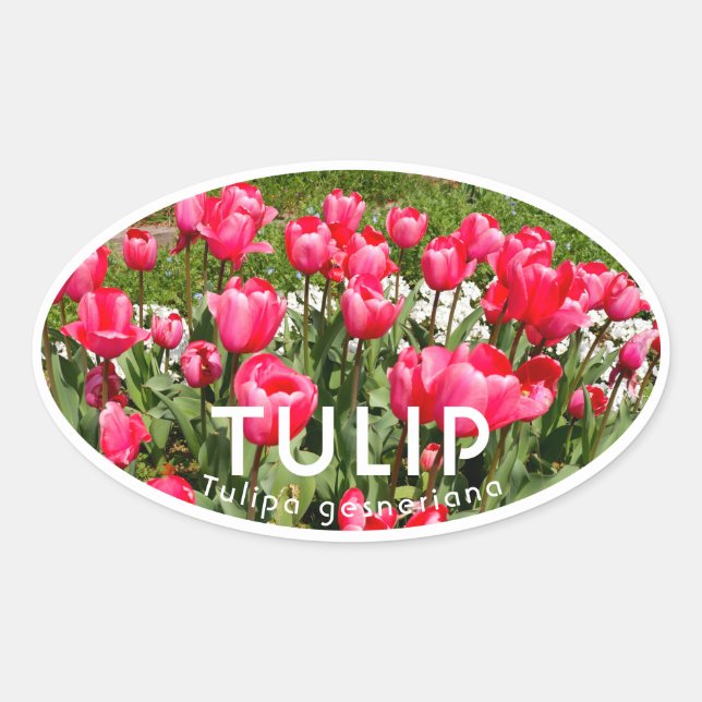 Pegatina Ovalada Tulip (Anverso)