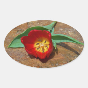 Pegatina Ovalada Tulip rojo primavera