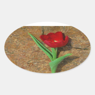 Pegatina Ovalada tulipán amarillo y rojo
