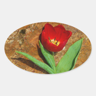 Pegatina Ovalada Tulipán amarillo y rojo