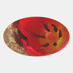 Pegatina Ovalada Tulipán rojo y amarillo primavera