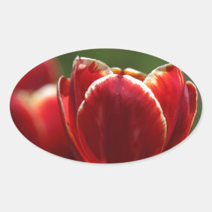 Pegatina Ovalada Tulipanos