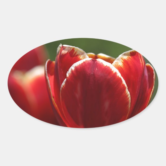 Pegatina Ovalada Tulipanos (Anverso)