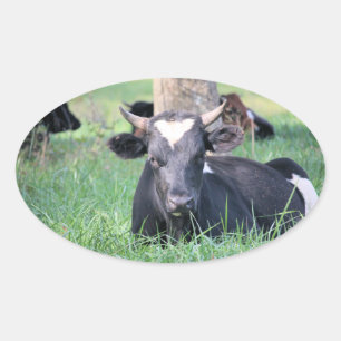 Pegatina Ovalada Vaca